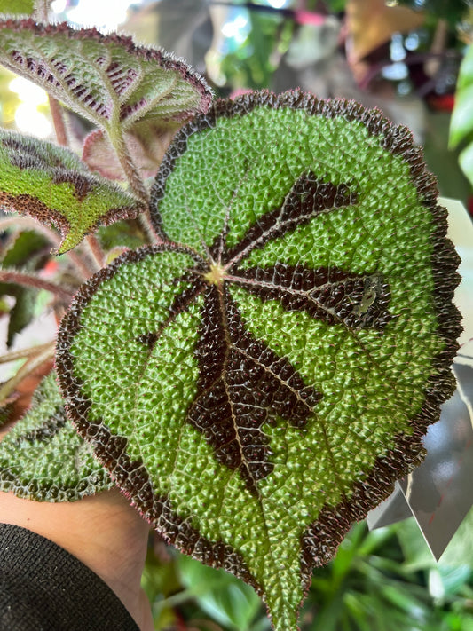 Begonia masoniana / 'Iron Cross Begonia'