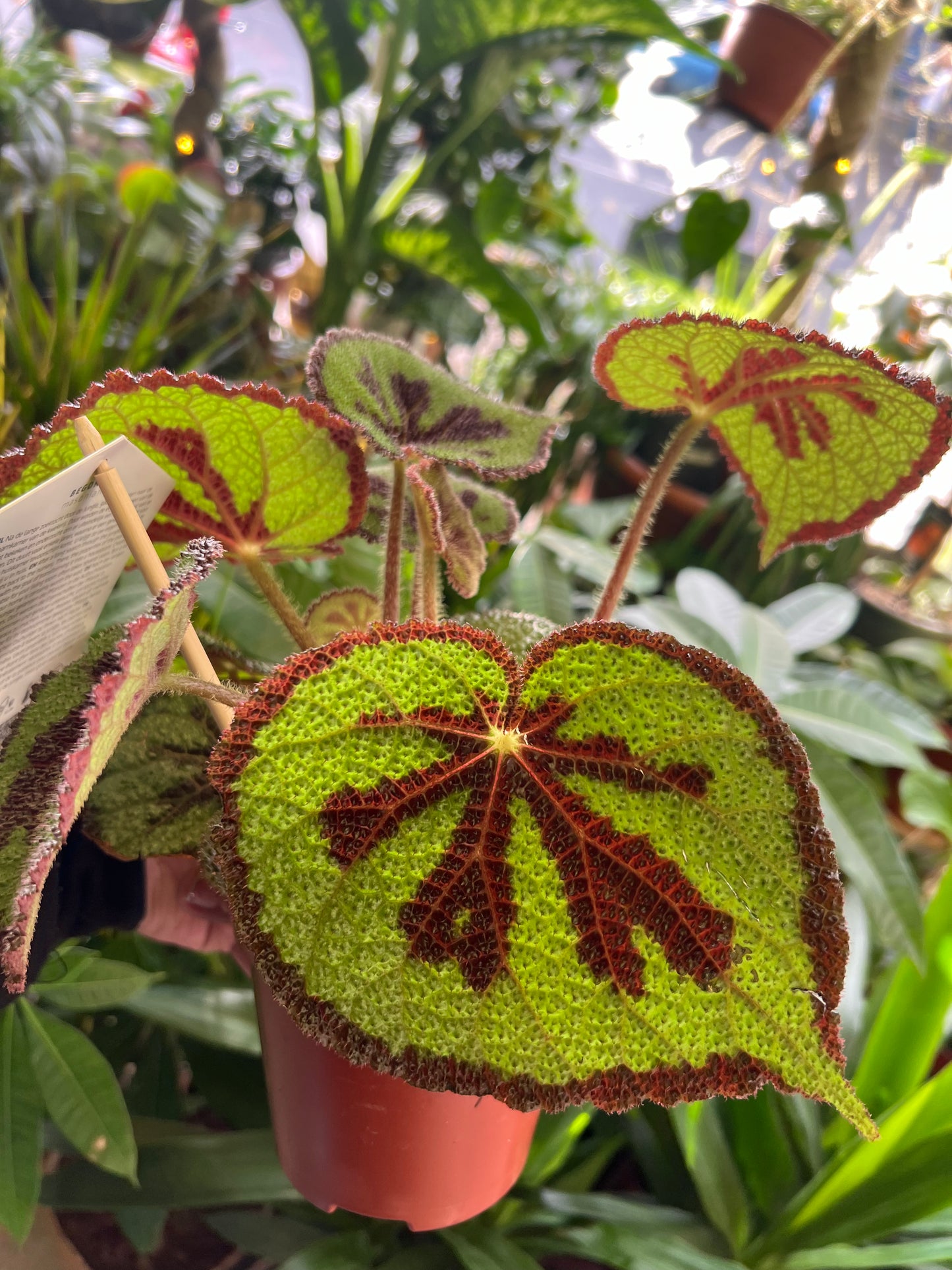 Begonia masoniana / 'Iron Cross Begonia'