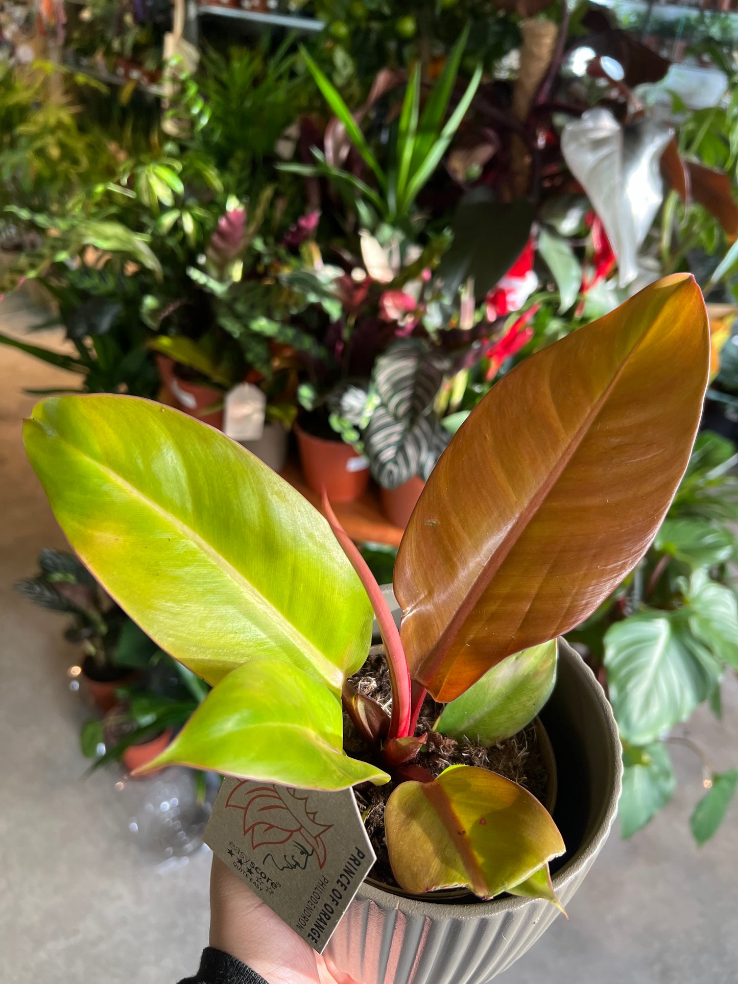 Philodendron erubescens / 'Prince of Orange'