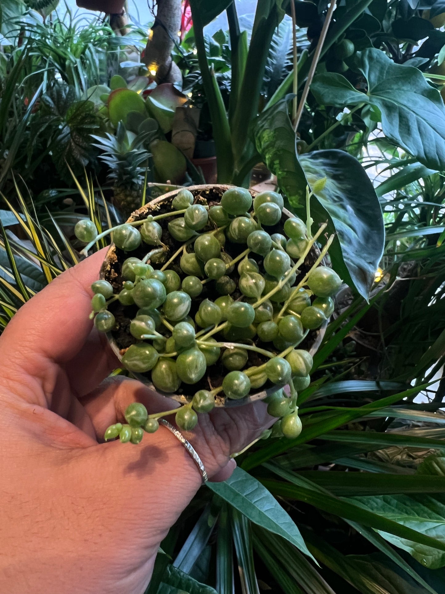 *RARE Variegated* Senecio rowleyanus / 'String of Pearls'