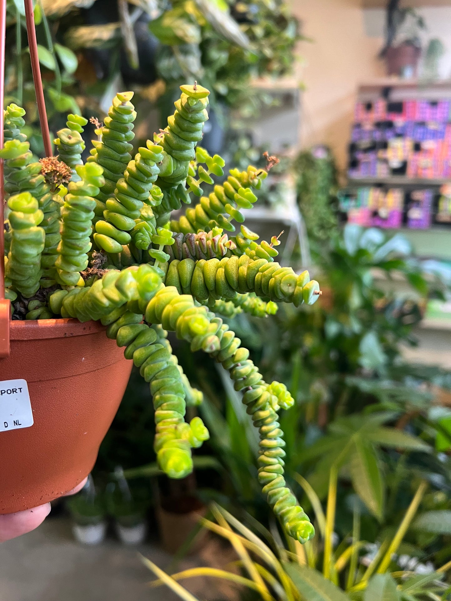 Crassula marnieriana / 'Jade Necklace'