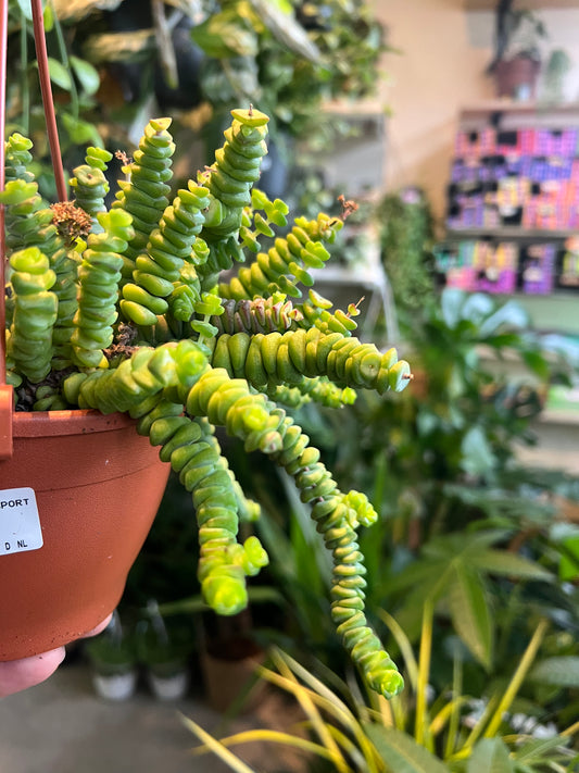 Crassula marnieriana / 'Jade Necklace'