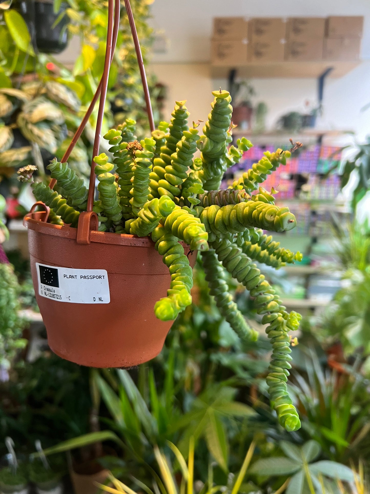 Crassula marnieriana / 'Jade Necklace'