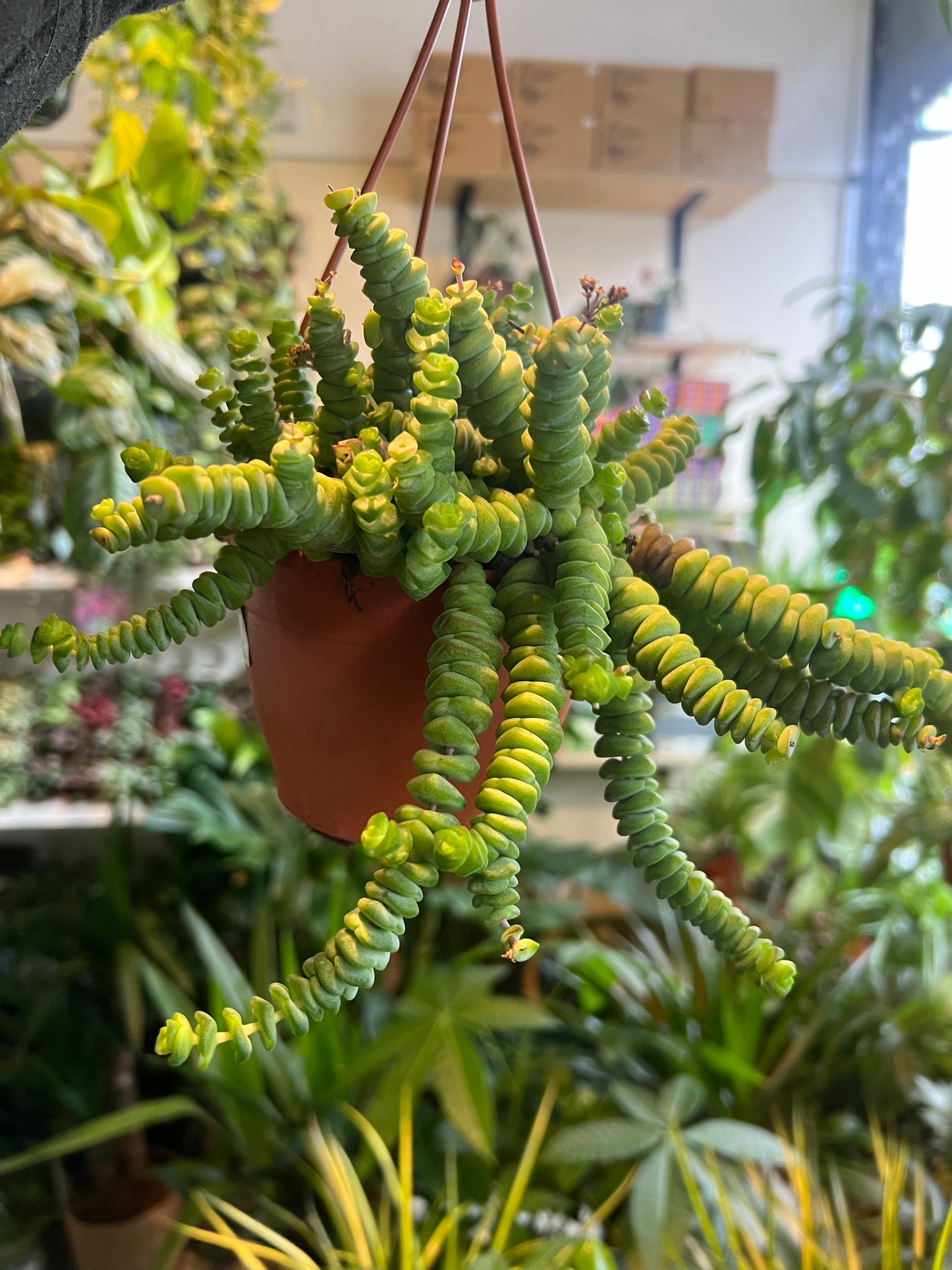 Crassula marnieriana / 'Jade Necklace'