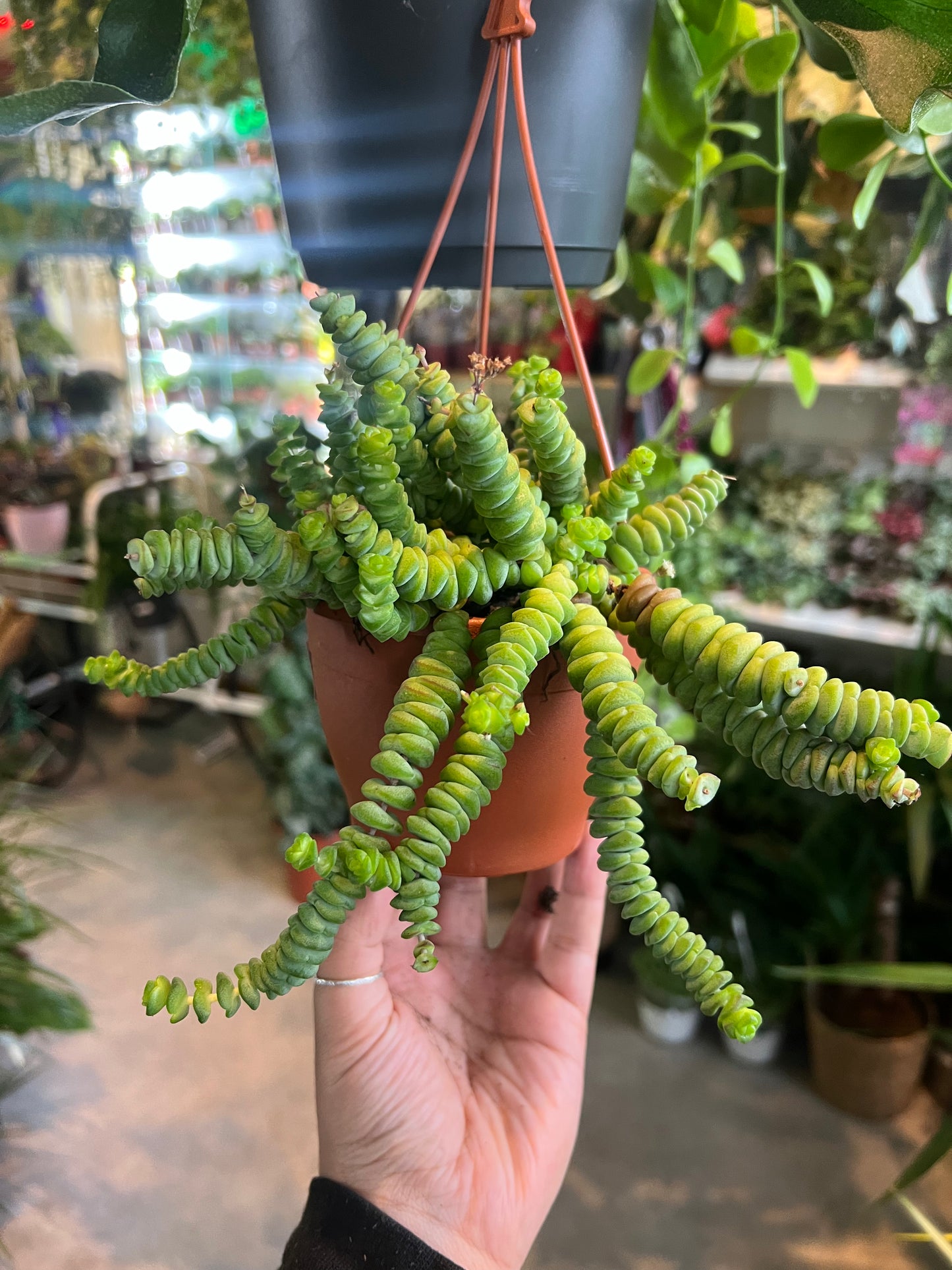 Crassula marnieriana / 'Jade Necklace'