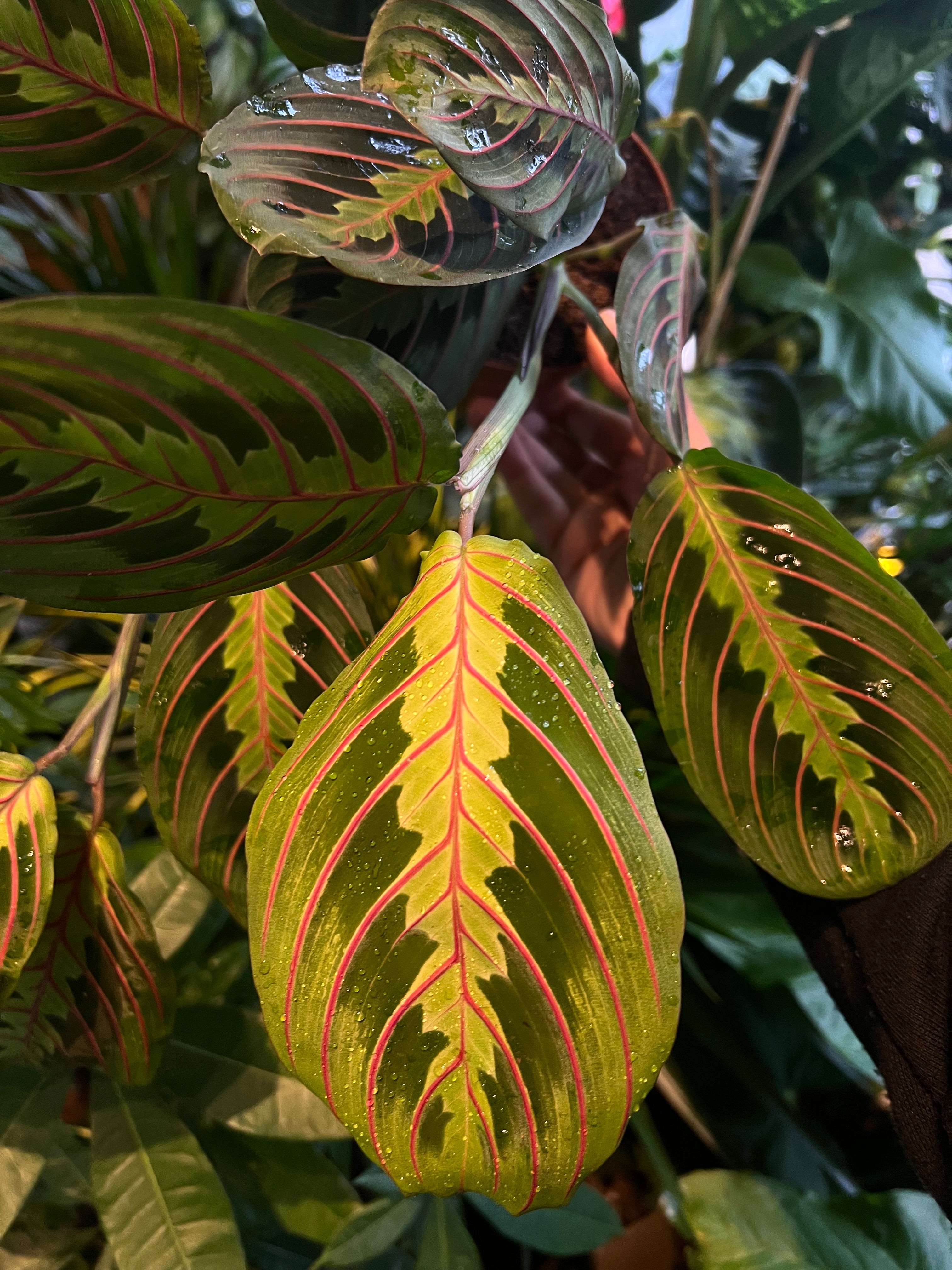 prayer plant fascinator Maranta Fascinator / 'Prayer Plant' – plantsandpapers