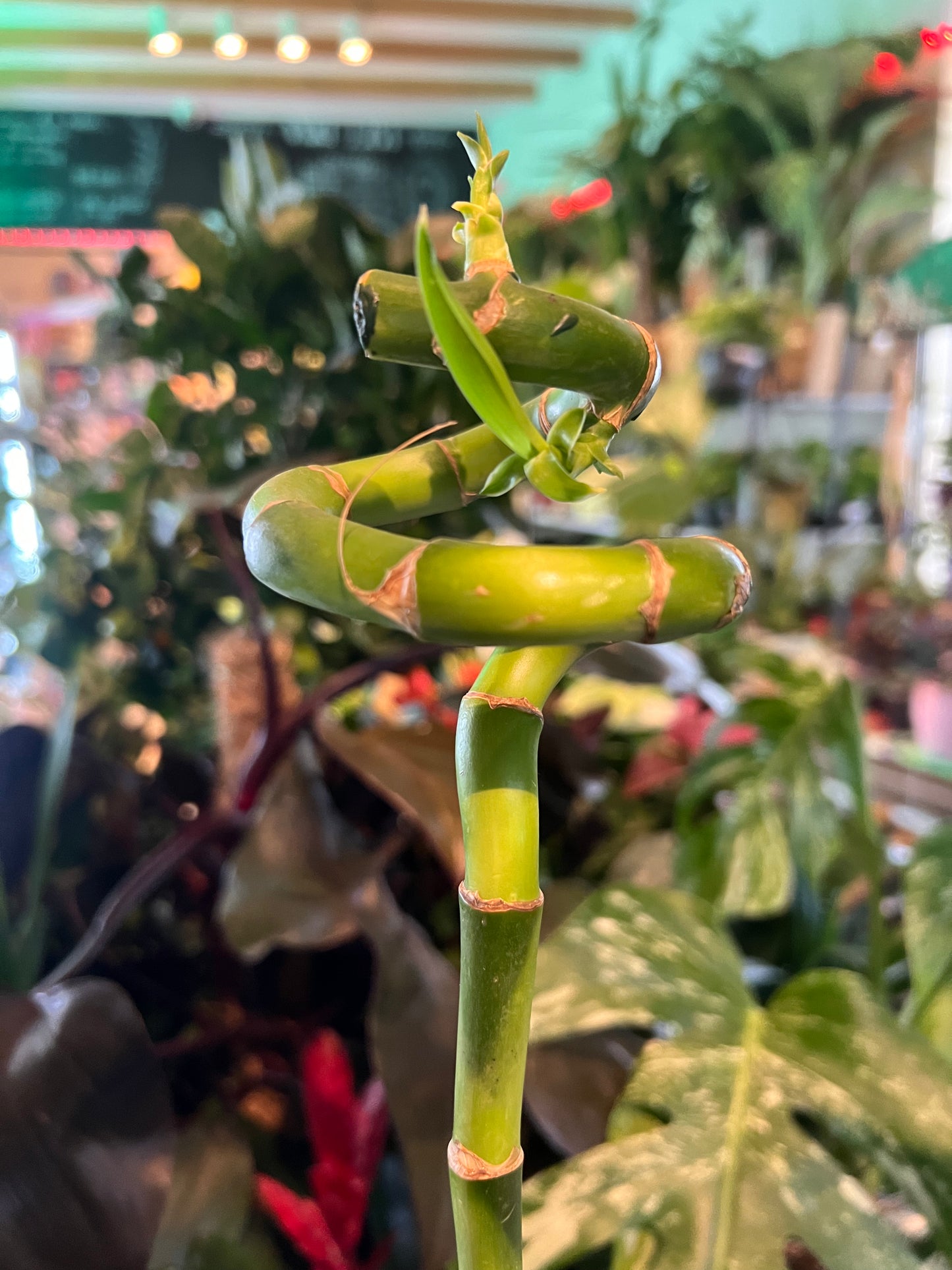 Dracaena sanderiana / 'Lucky Bamboo Stem'