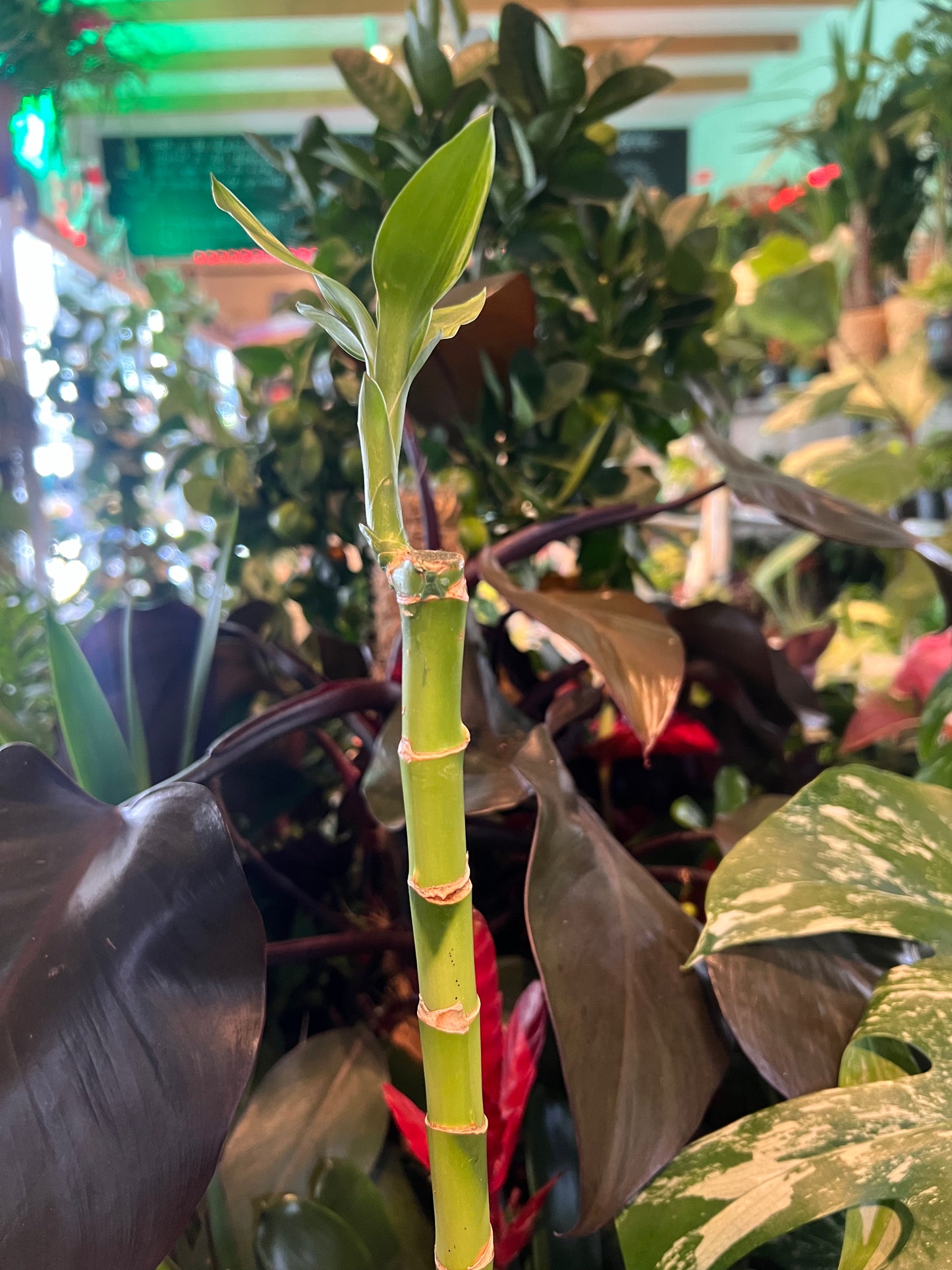 Dracaena sanderiana / 'Lucky Bamboo Stem'