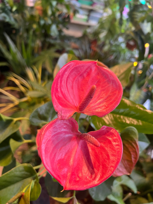 Pink Anthurium andraeanum / 'Flamingo Plant'