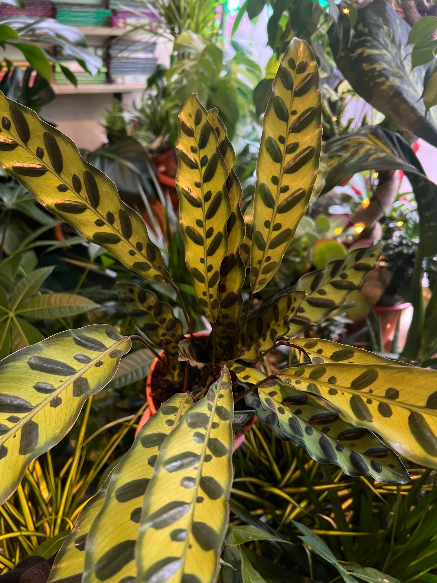Calathea iancifolia / 'Rattlesnake Plant'