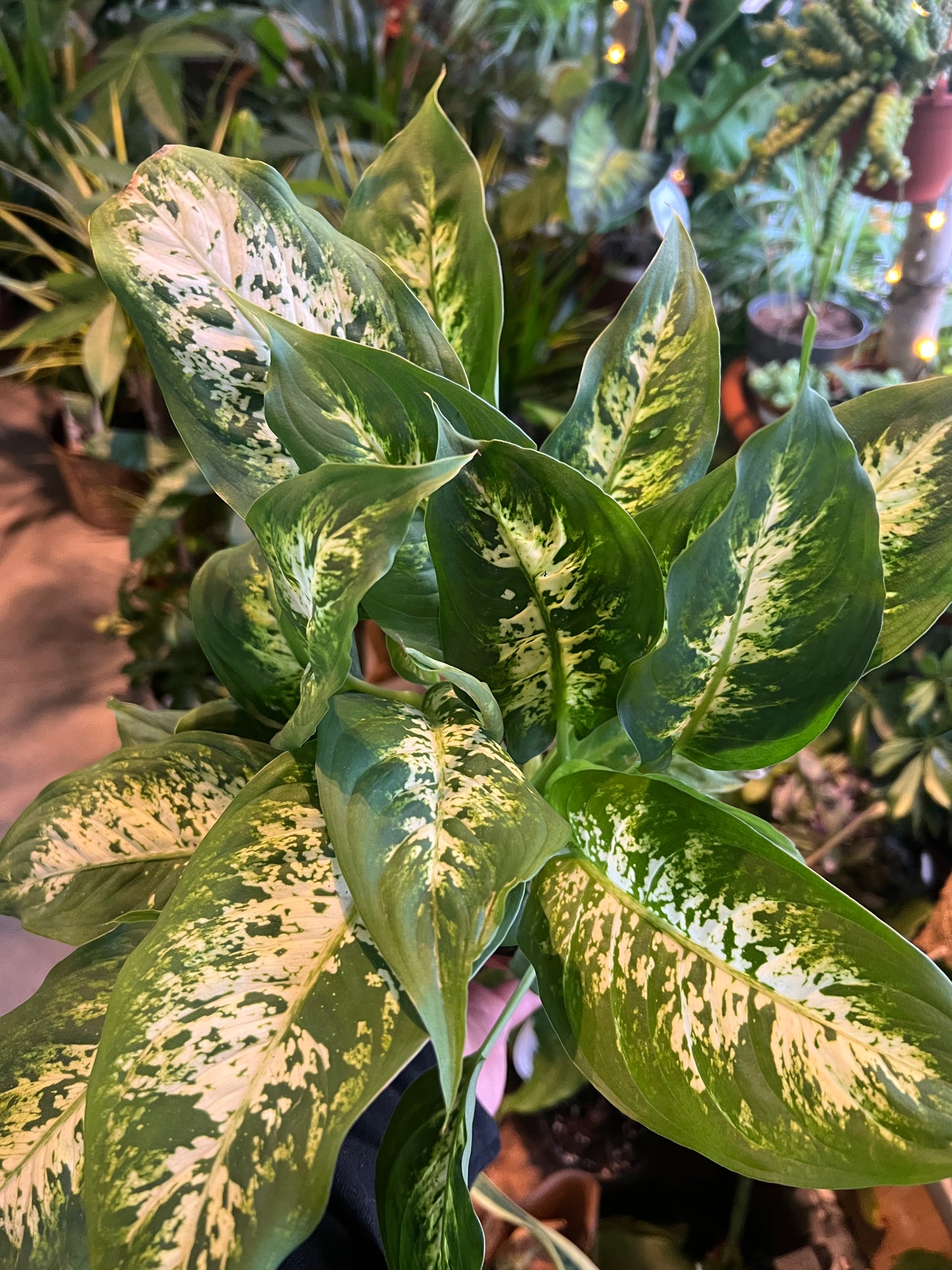 Diffenbachia / 'Leopard Lily'
