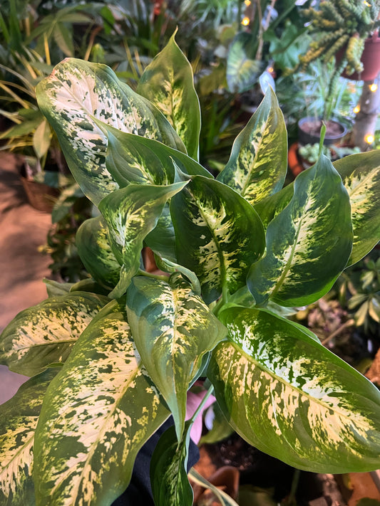 Diffenbachia / 'Leopard Lily'