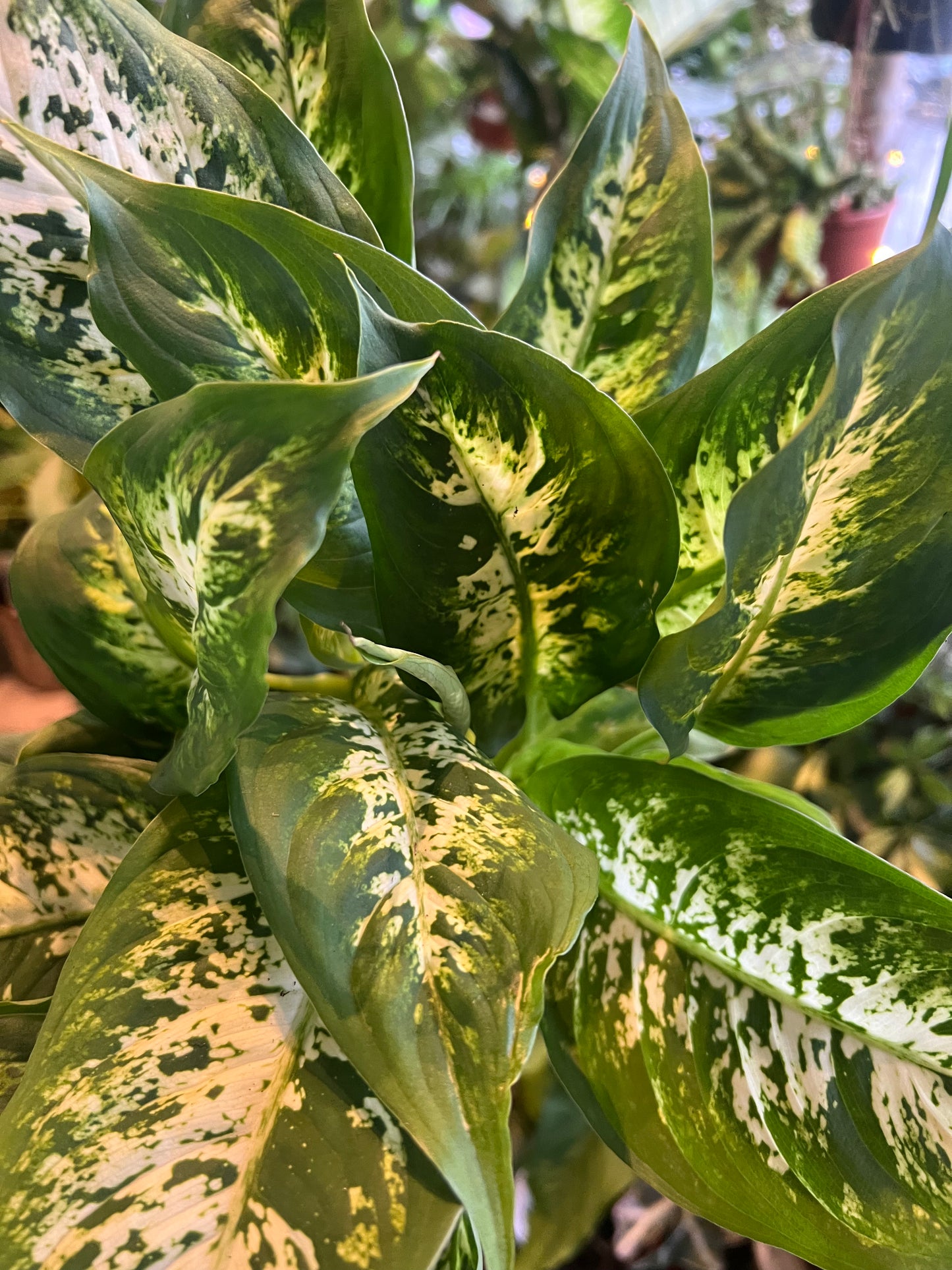 Diffenbachia / 'Leopard Lily'