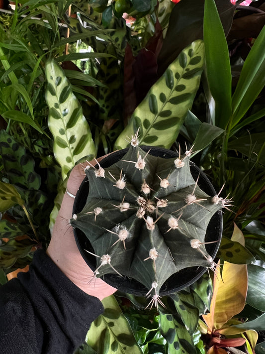 Gymnocalycium mihanovichii / 'Moon Cactus'