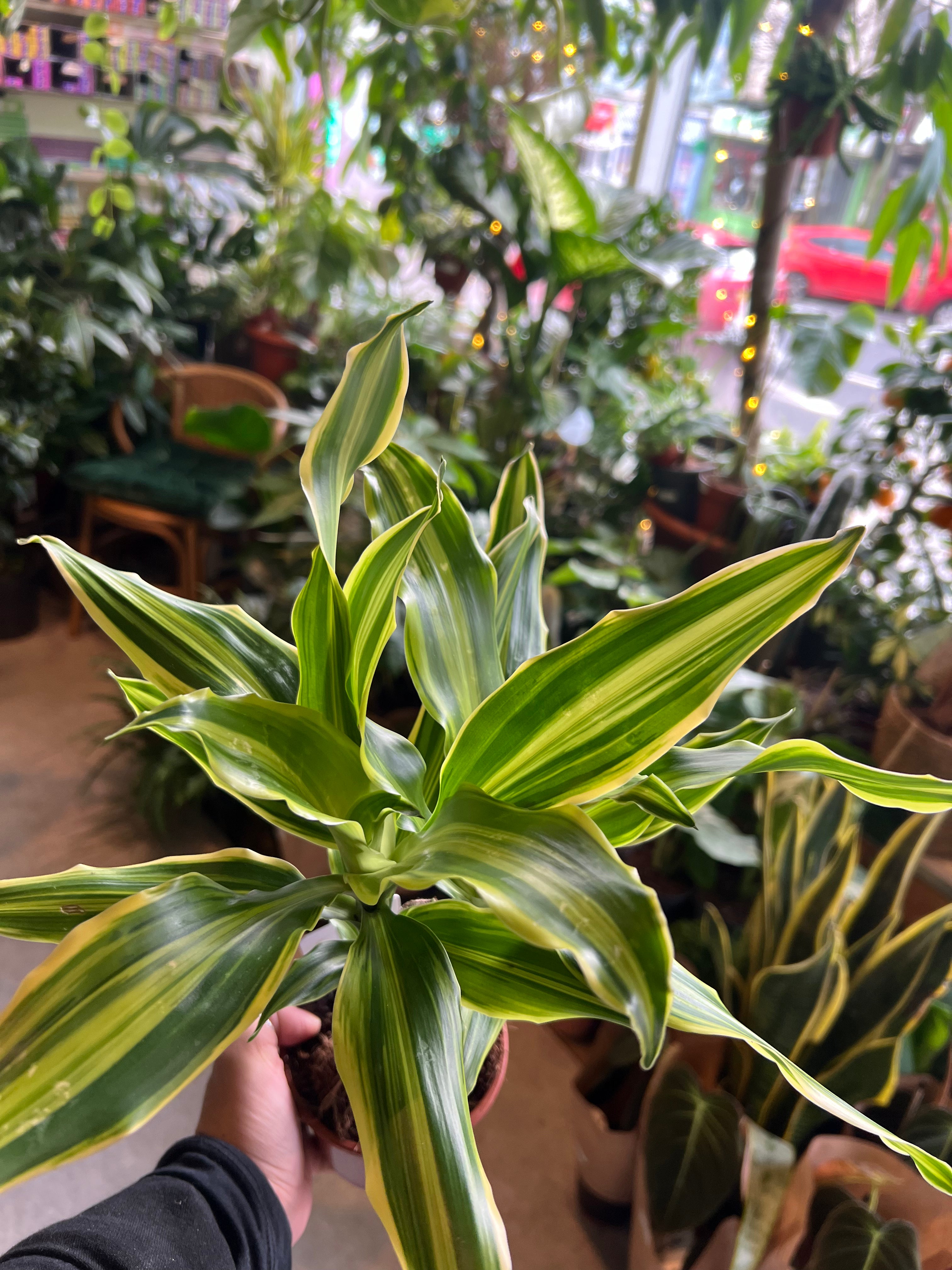 queen of dracaenas Dracaena fragrans / 'Golden Queen'