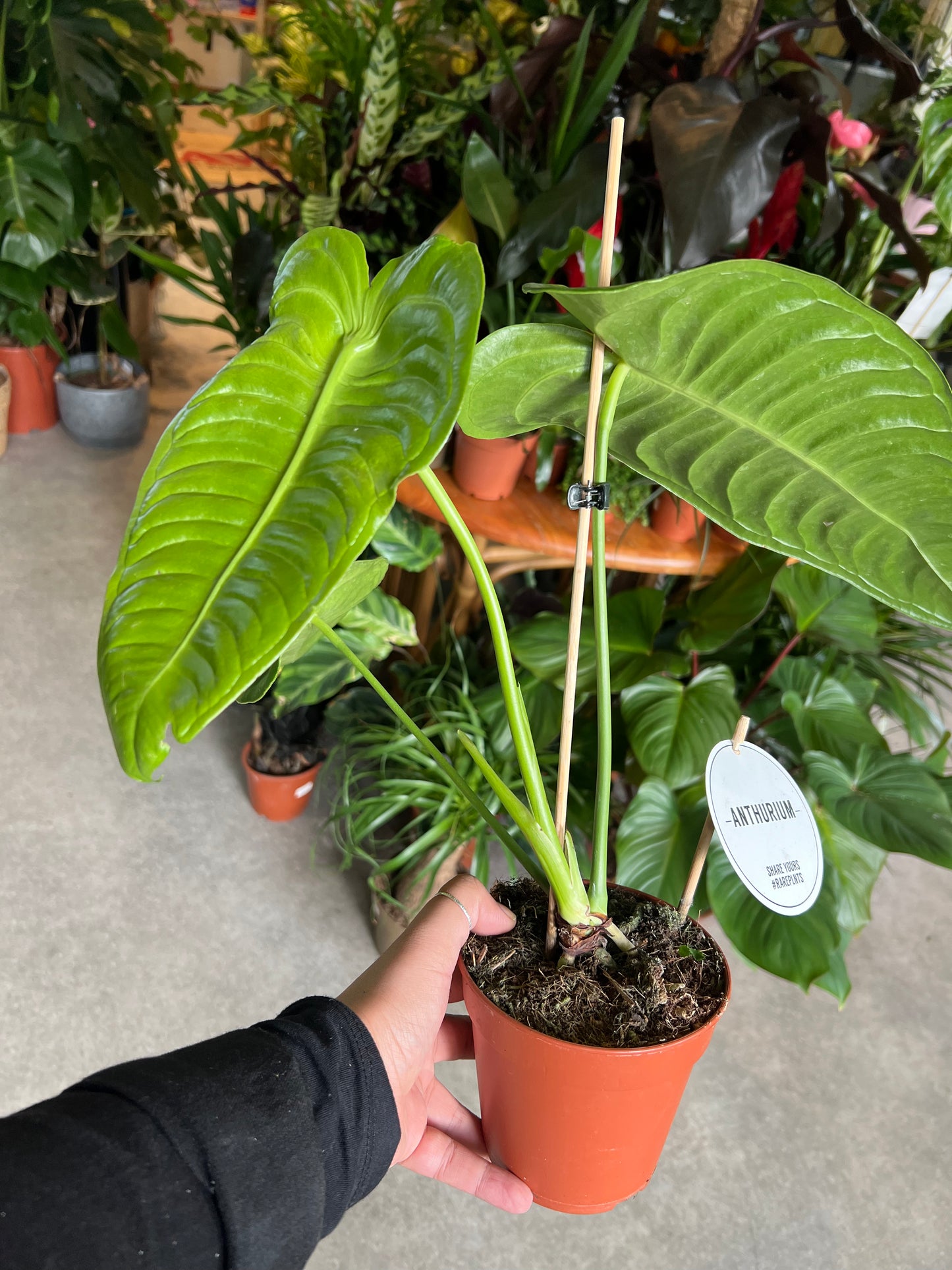 *RARE* Anthurium veitchii / 'King Anthurium'