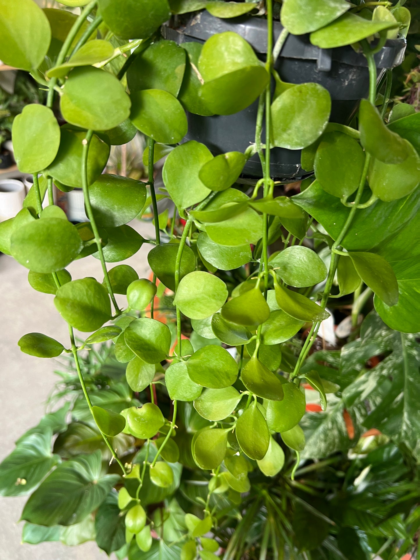 Dischidia oiantha / 'String of Nickels'