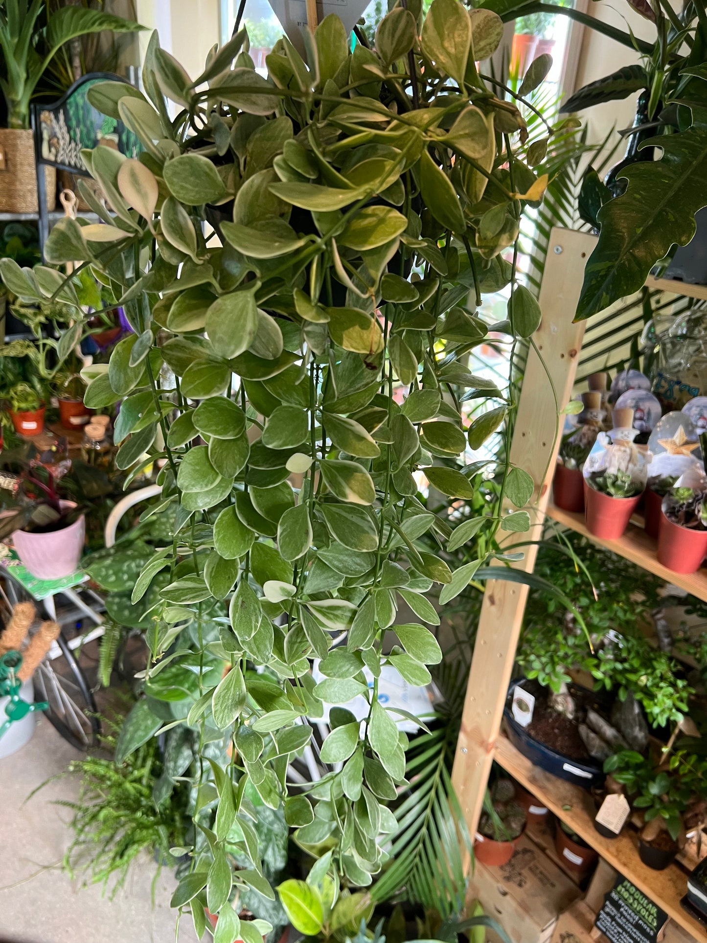 Dischidia oiantha variegata / 'Variegated String of Nickels'