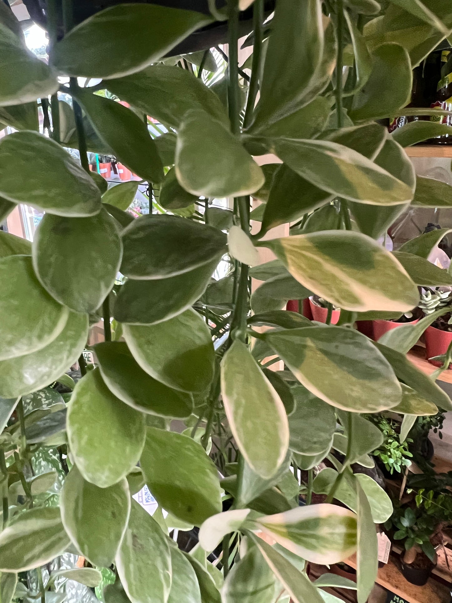 Dischidia oiantha variegata / 'Variegated String of Nickels'