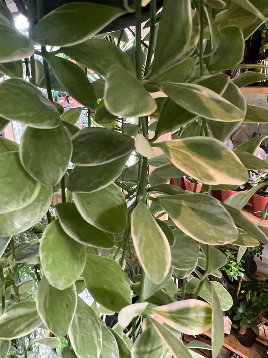 Dischidia oiantha variegata / 'Variegated String of Nickels'