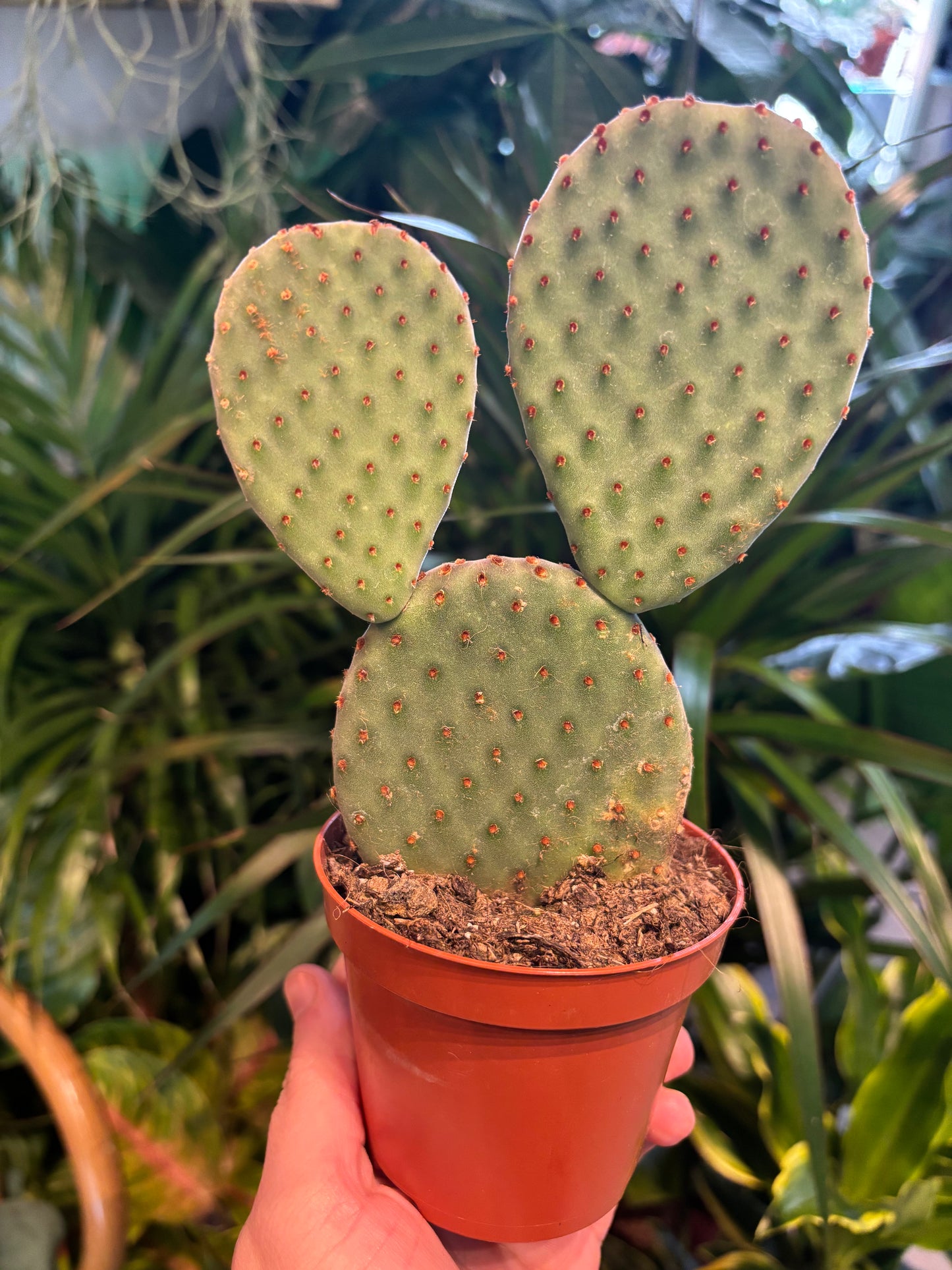 Opuntia macrocalyx / 'Bunny Ears Cactus'