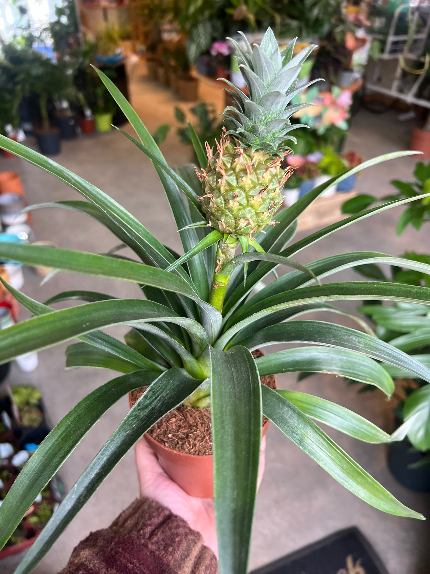 Ananas comosus / 'Pineapple Plant'