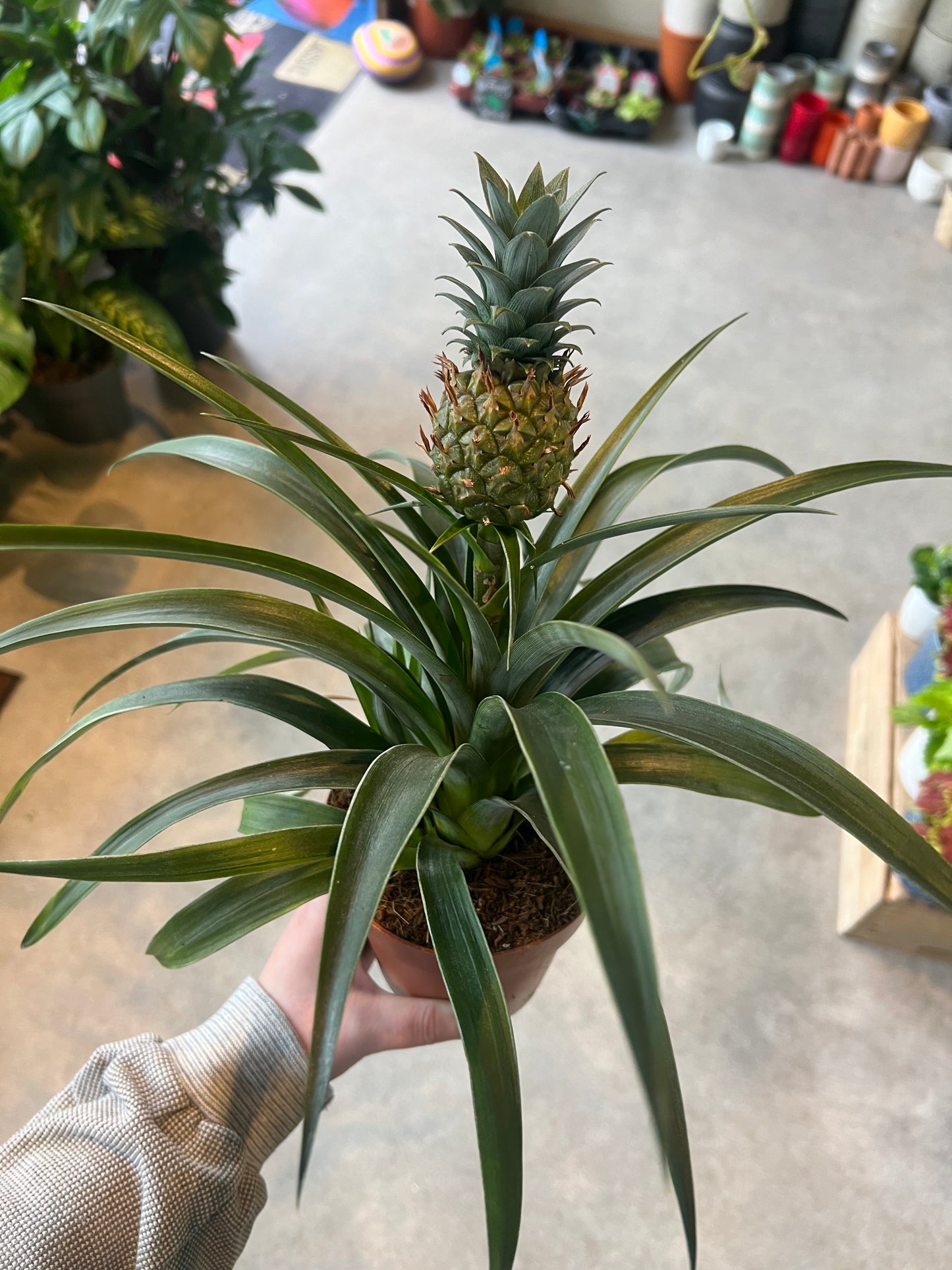 Ananas comosus / 'Pineapple Plant'