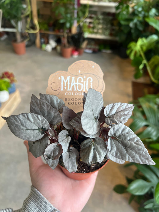 Begonia rex / 'Painted-leaf Begonia'