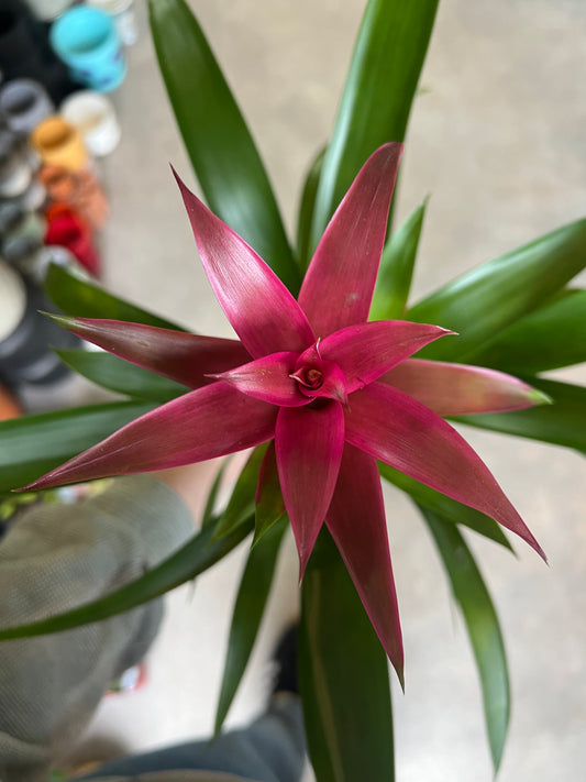 Bromeliad guzmania / 'Vase Plant' Pink