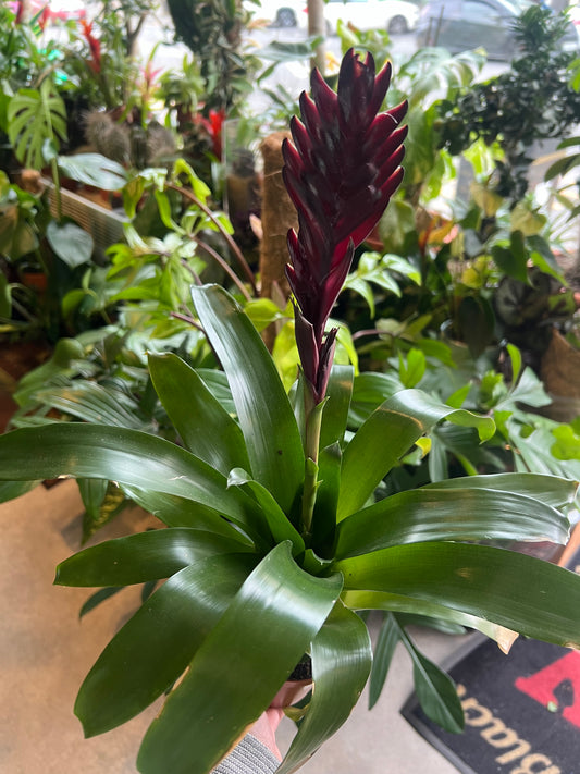 Bromeliad tillandsia / 'Earth Star'