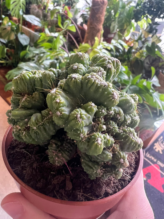 Cereus repandus / 'Apple Cactus'