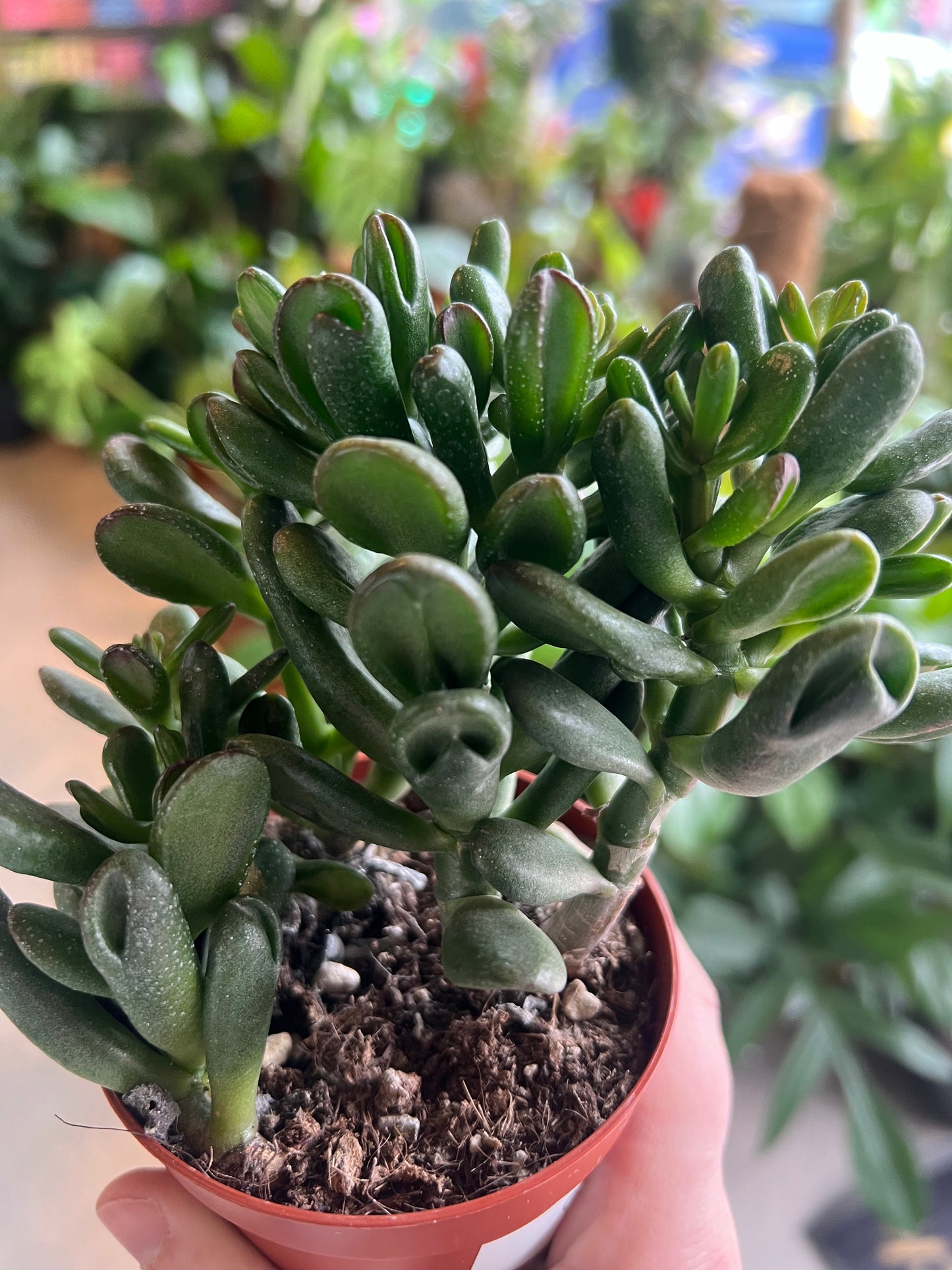 Crassula ovata Gollum / ' Gollum Jade'