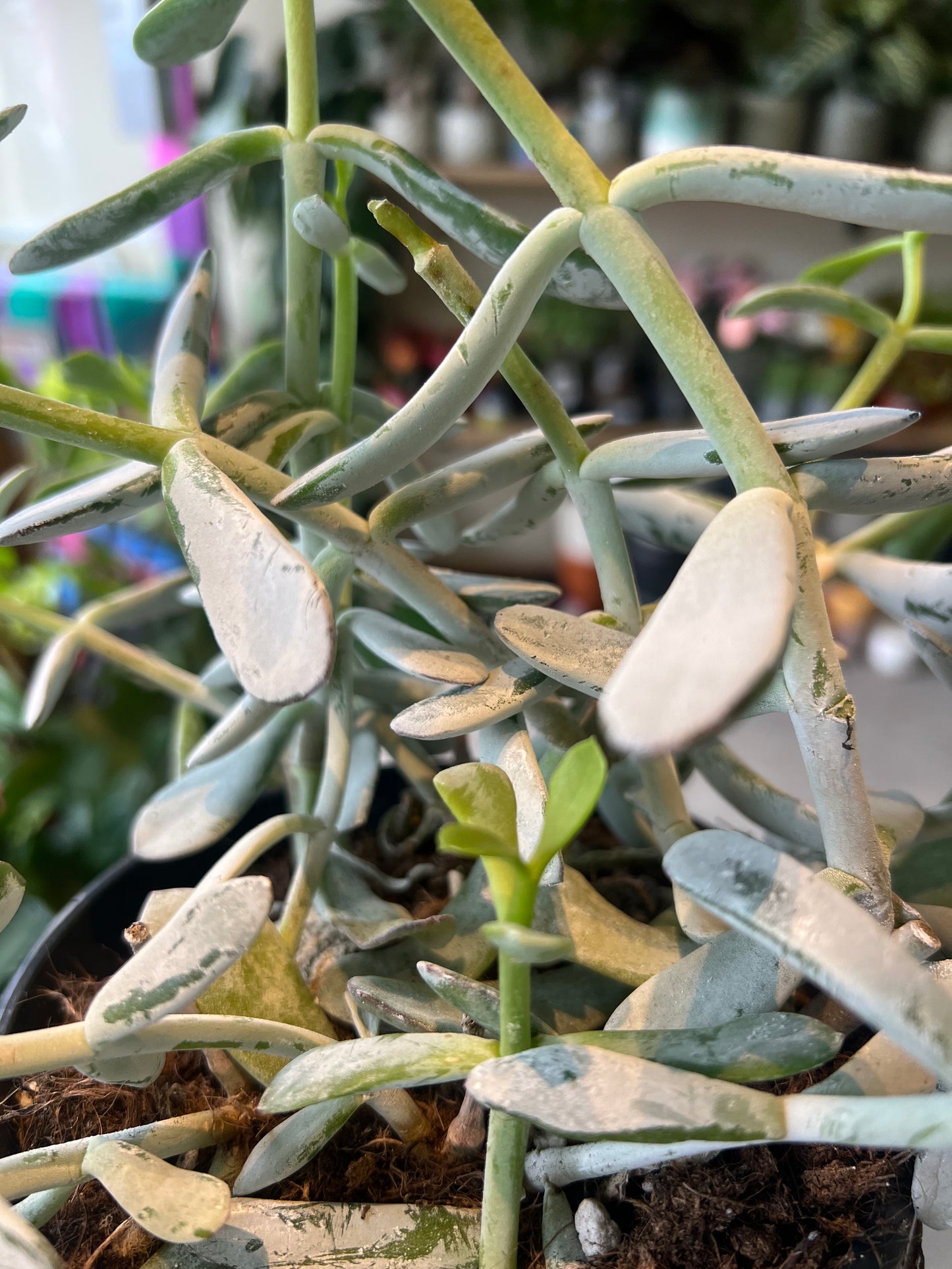 Cotyledon / 'Cotyledon Coral'