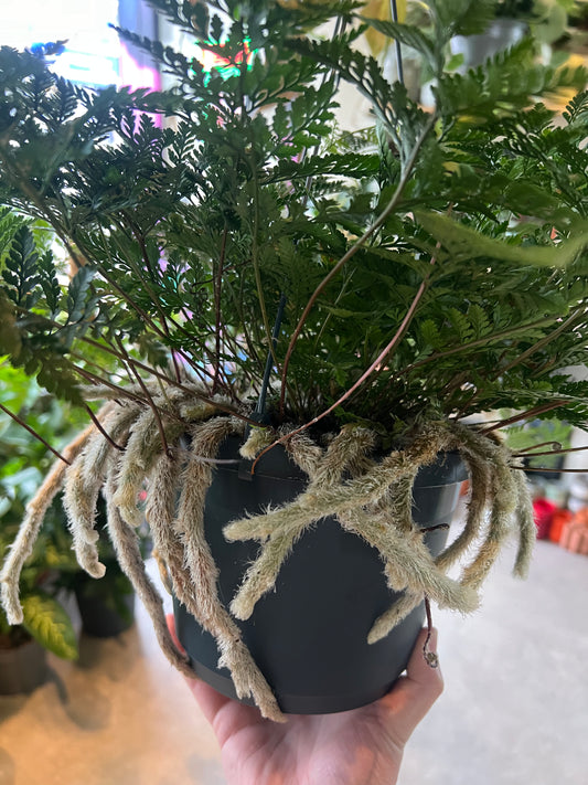 Davallia fejeensis / 'Rabbit's Foot Fern'