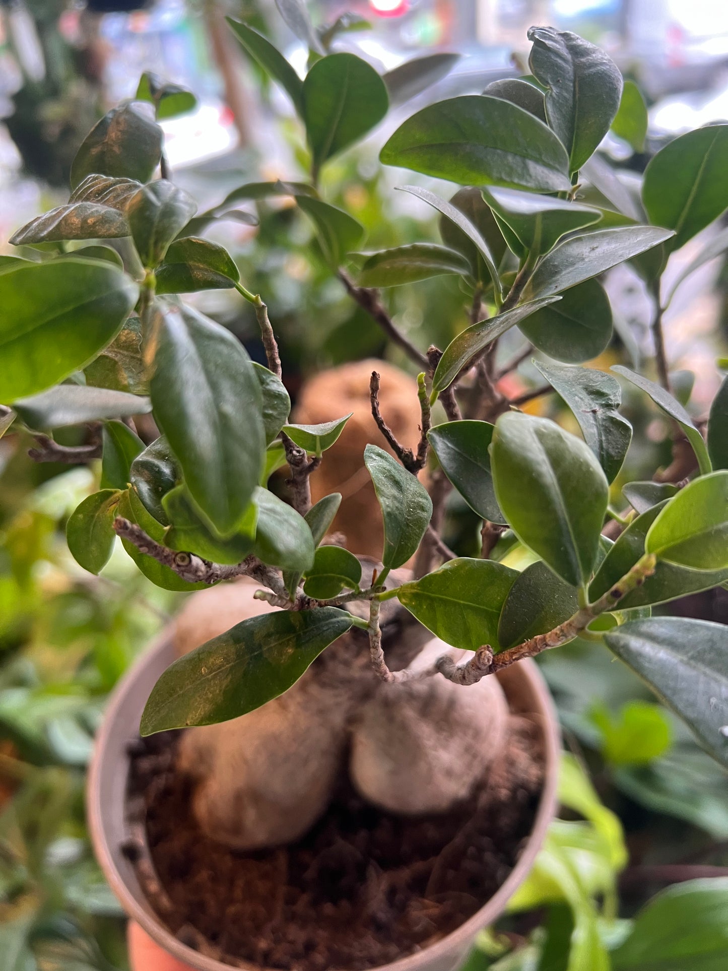 Ficus microcarpa / 'Ficus Ginseng'