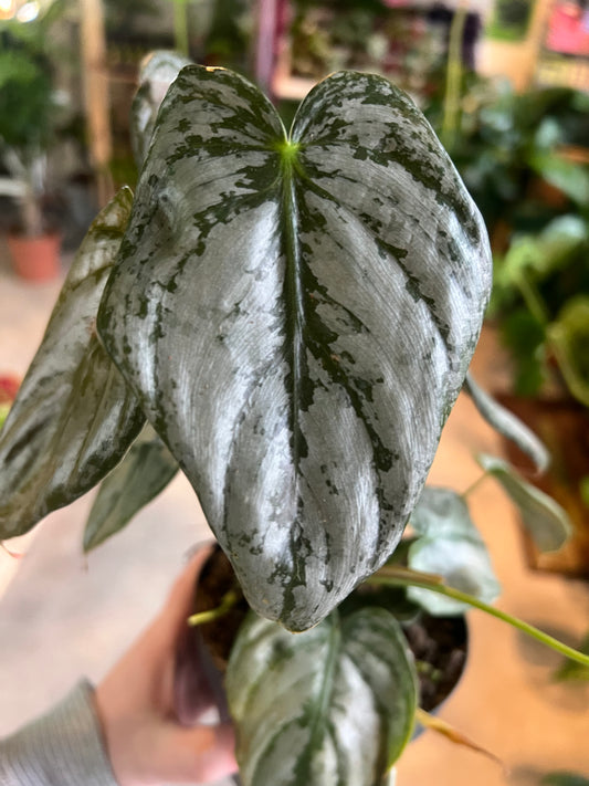 Philodendron brandtianum / 'Silver Leaf Philodendron'