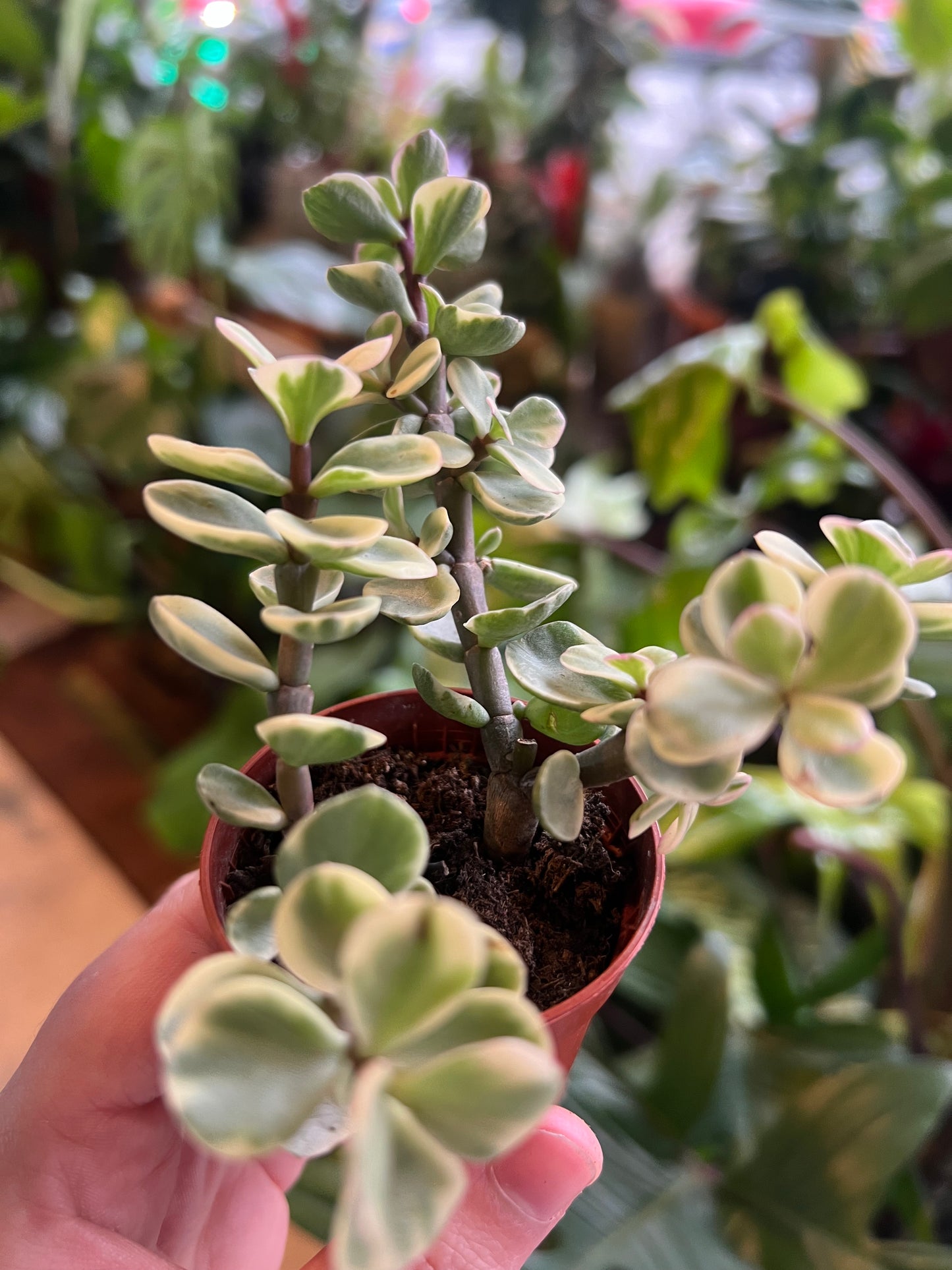Portulacaria afra / 'Elephant Bush' (variegated)