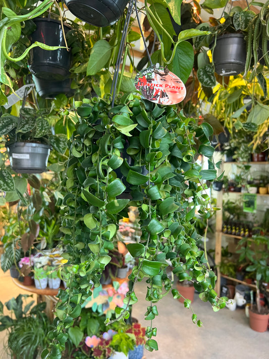 Aeschynanthus radicans / 'Curly Wurly Lipstick'