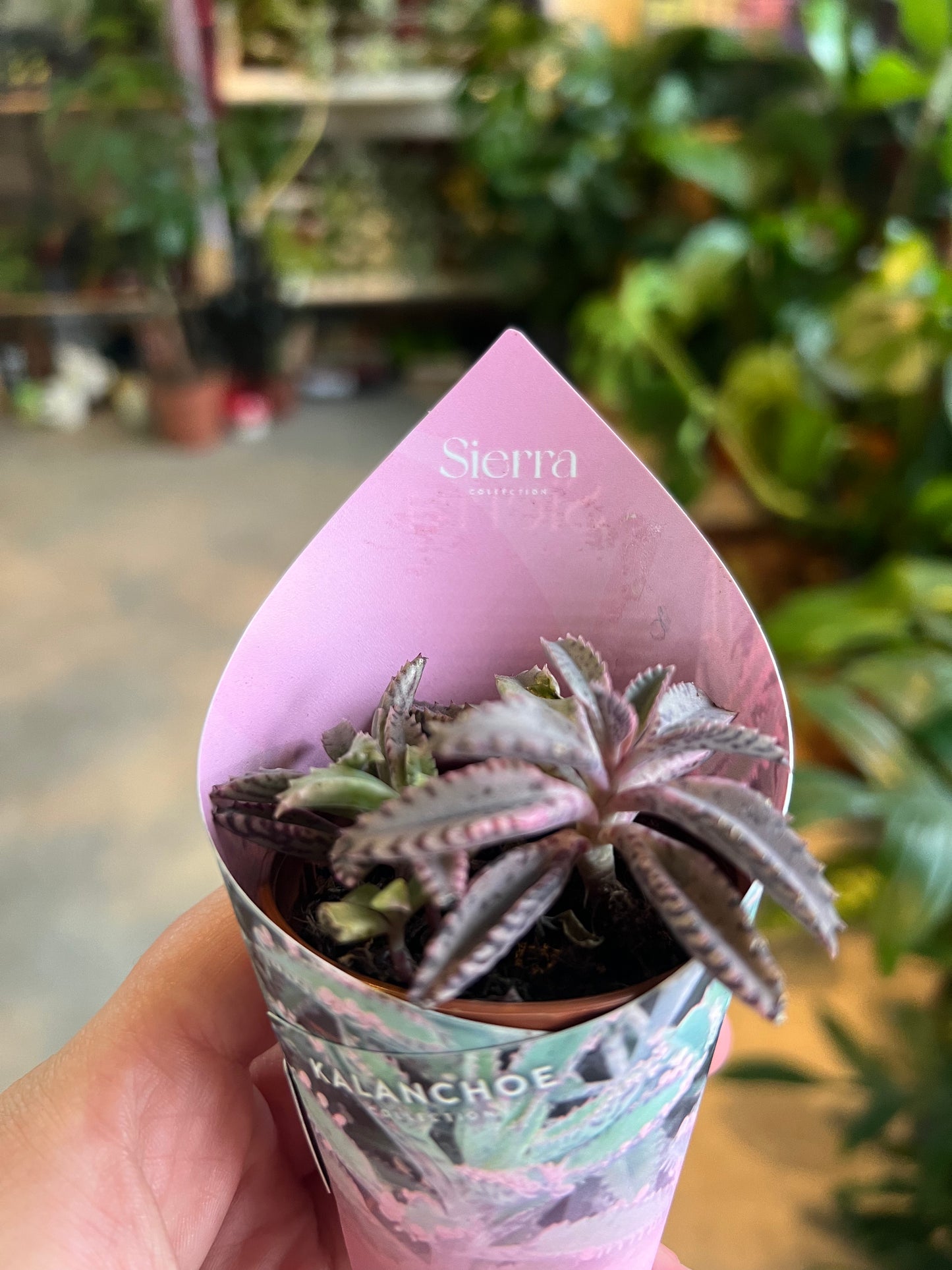 Kalanchoe daigremontiana / 'Mother of Thousands'