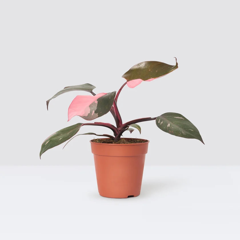 Philodendron erubescens / 'Pink Princess'