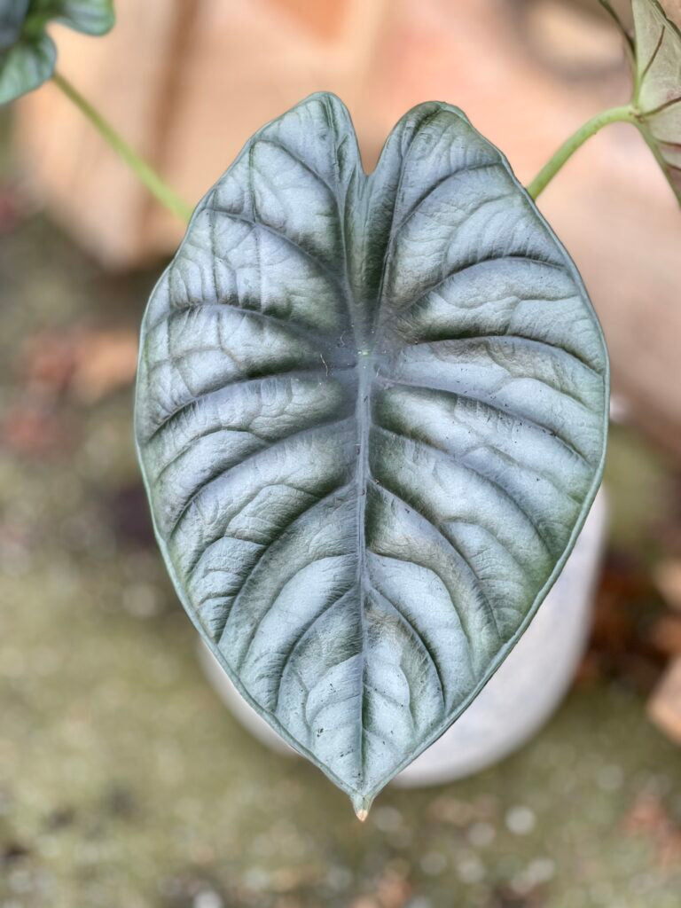 *RARE* Alocasia nebula / 'Elephant Ear'