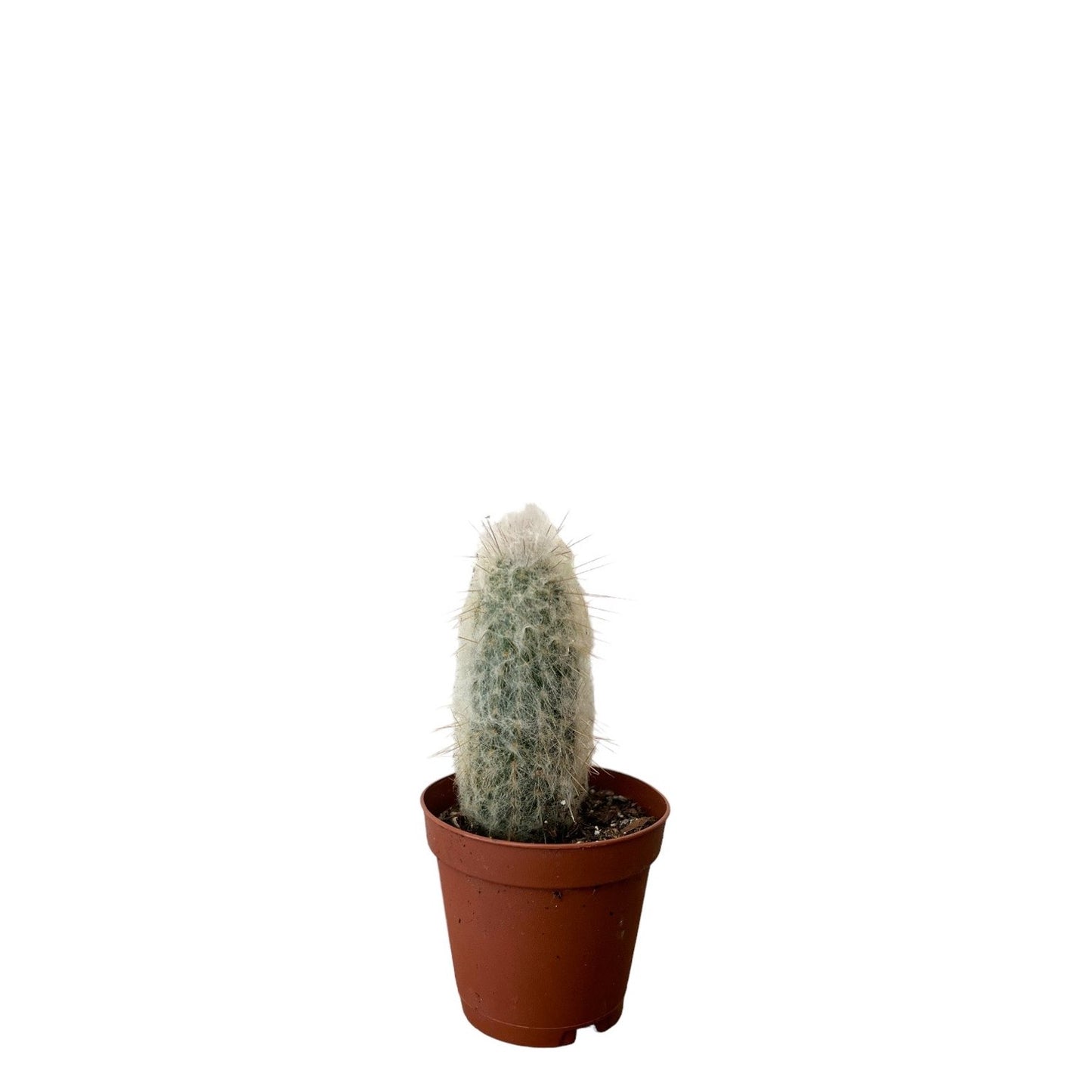 Cephalocereus / 'Old Man Cactus'