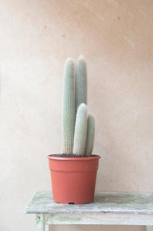 Cephalocereus / 'Old Man Cactus'