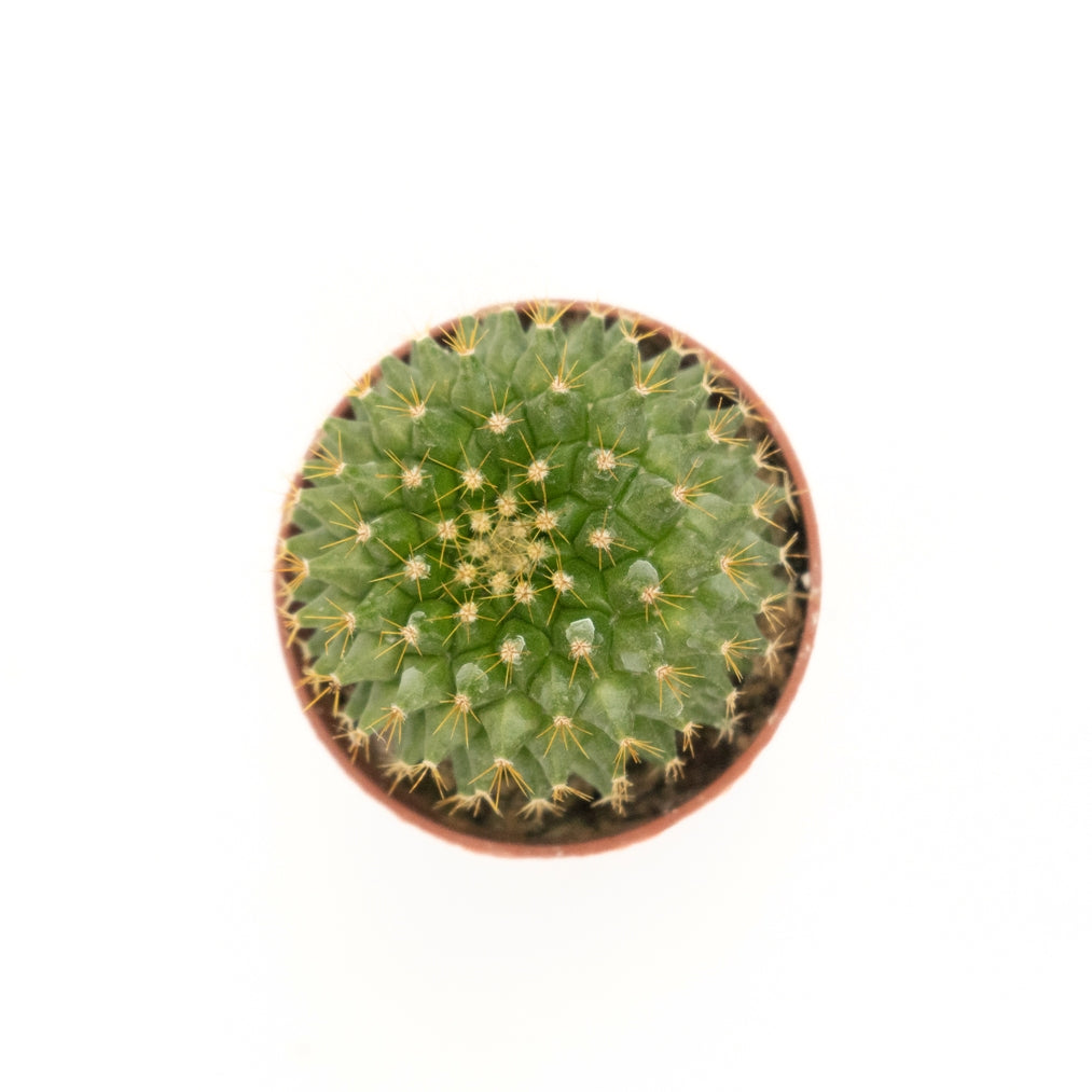 Mammillaria marksiana / 'Cabeza de Viejo'