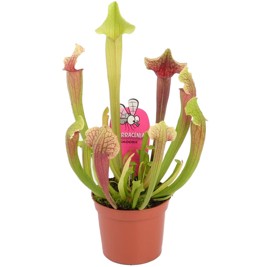 Sarracenia / 'Trumpet Pitcher Plant'