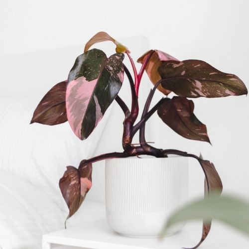 Philodendron erubescens / 'Pink Princess'