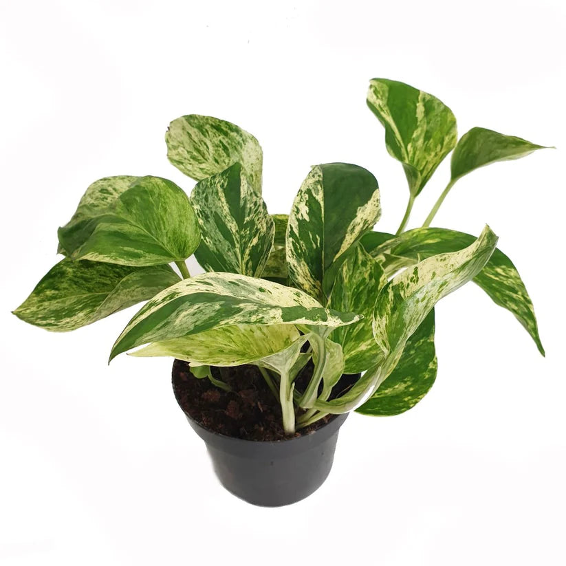 Epipremnum pinnatum / 'Marble Queen Pothos'