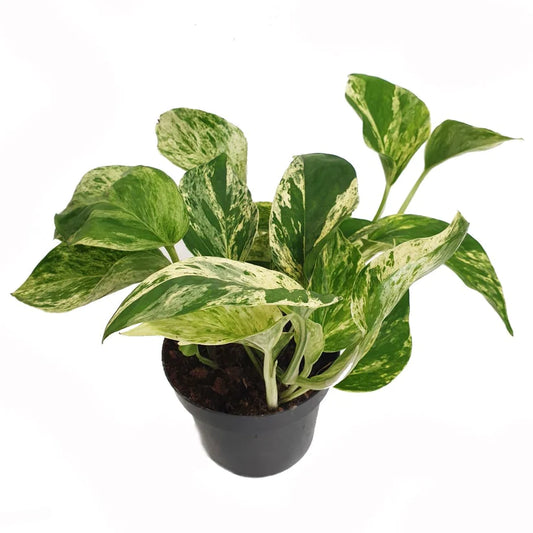 Epipremnum pinnatum / 'Marble Queen Pothos'