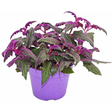Gynura auranti / 'Purple Passion'