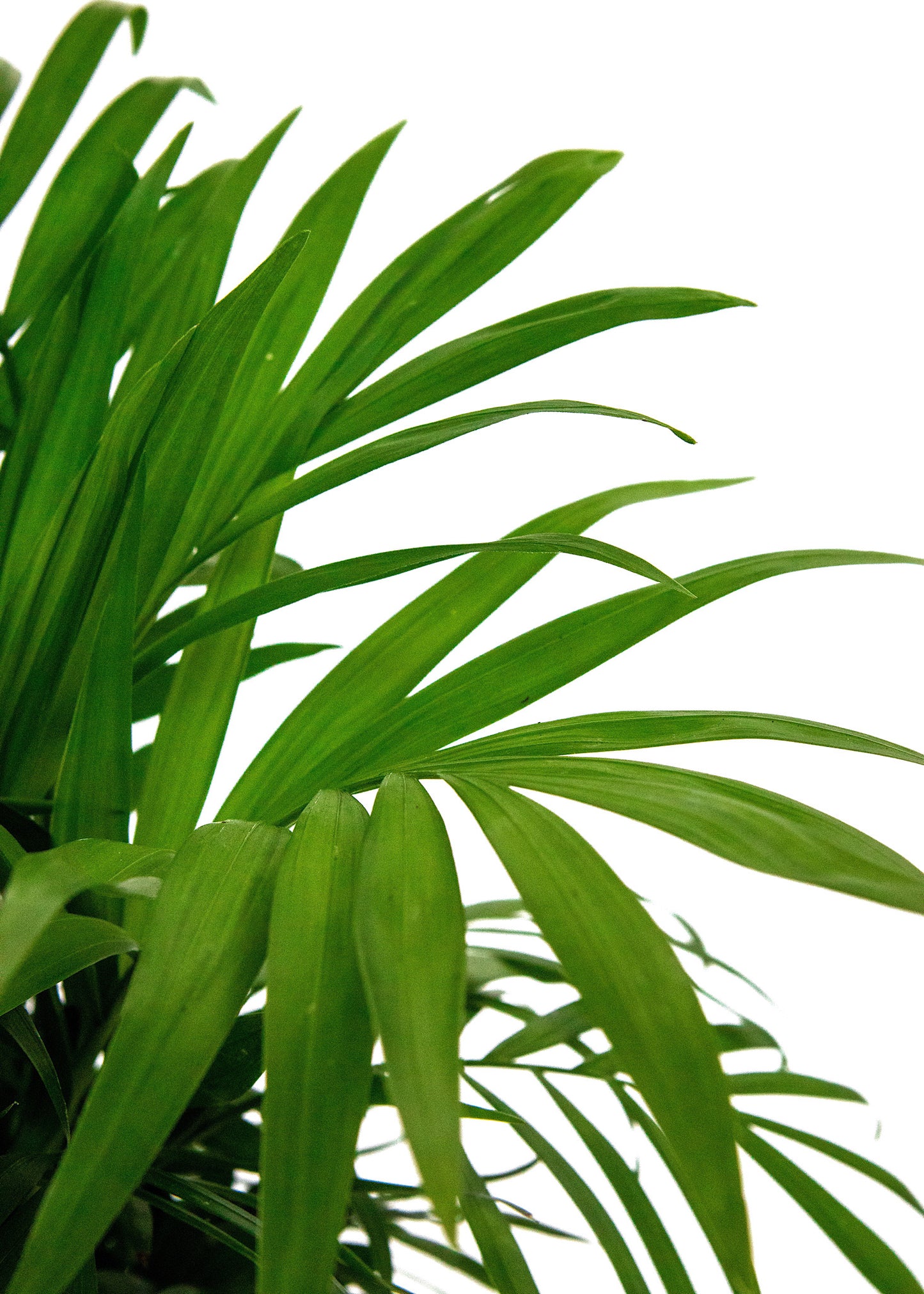 Chamaedorea elegans / 'Parlour Palm'